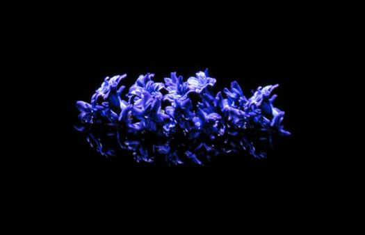 kuro-purple-flowers.jpg